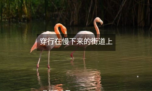 穿行在慢下來的街道上