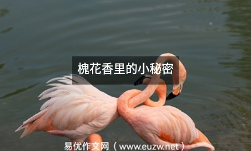 槐花香里的小秘密