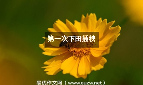 第一次下田插秧