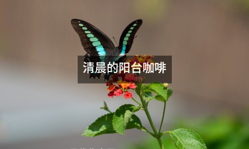 清晨的陽臺咖啡
