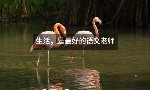 生活，是最好的語文老師